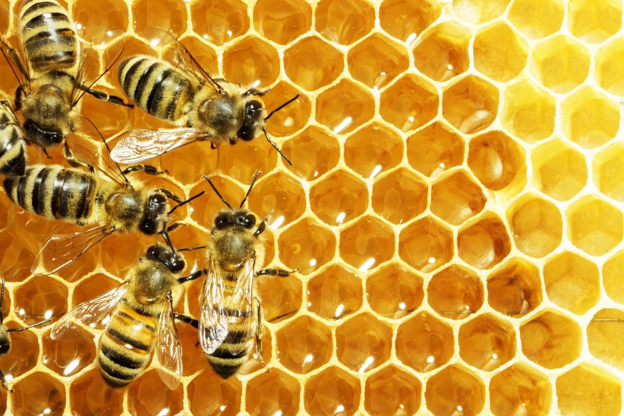 Honeybees on golden beeswax honeycomb cells filled with honey