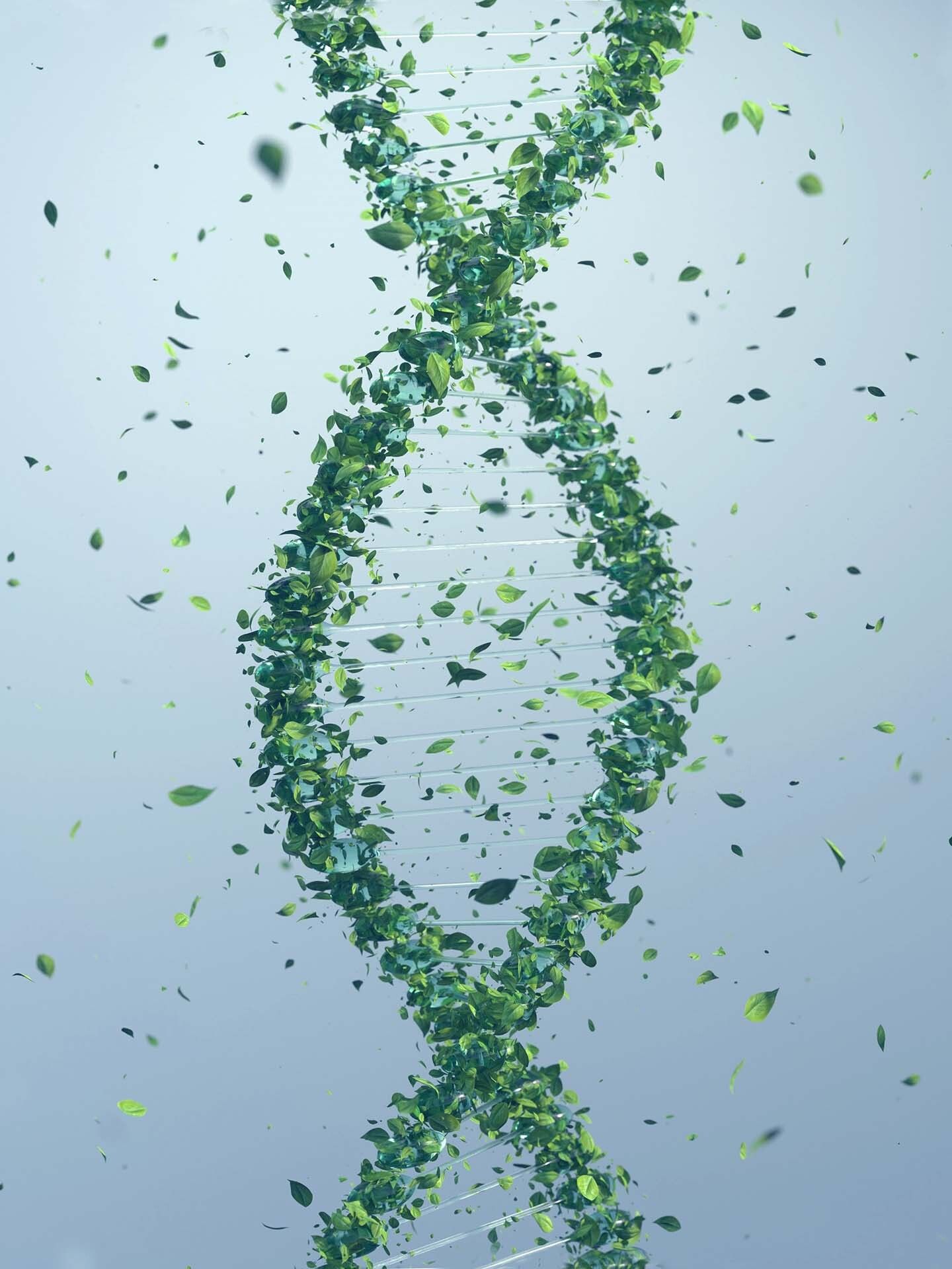 plant DNA extraction