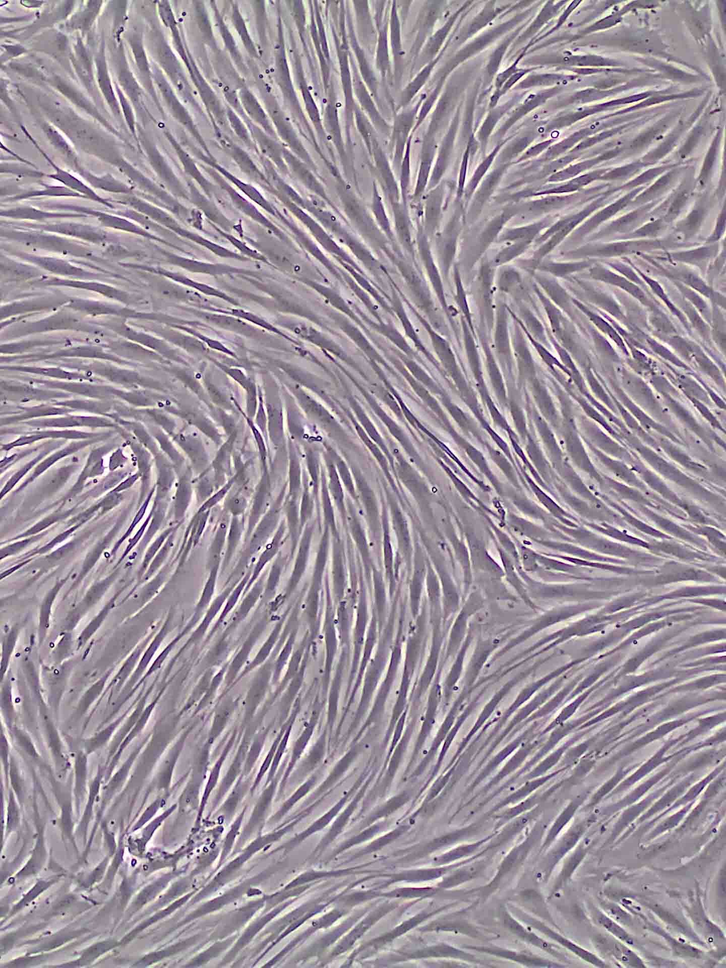 Adherent cell culture