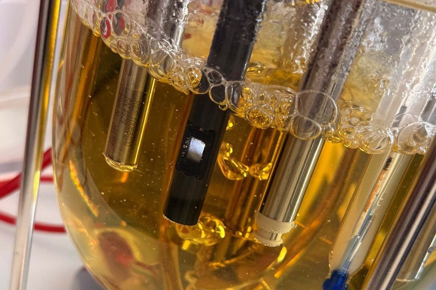 Glucosense sensor in bioreactor