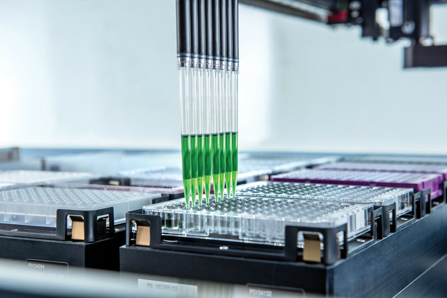 Automated liquid handler dispensing green liquid into a microplate using an 8-channel pipette head