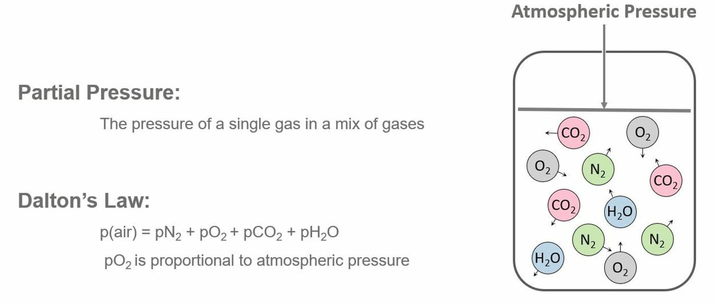 Diagram explaining partial pressure and Dalton's Law, showing a gas mixture of N₂, O₂, CO₂, and H₂O molecules.