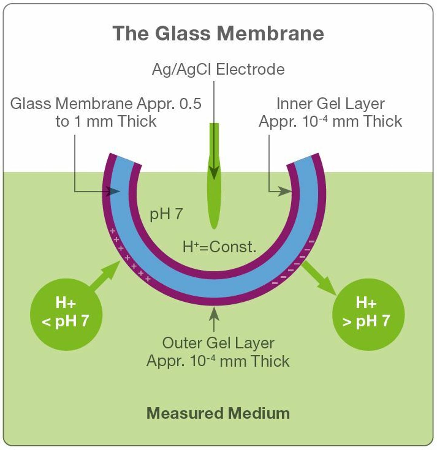 glass membrane