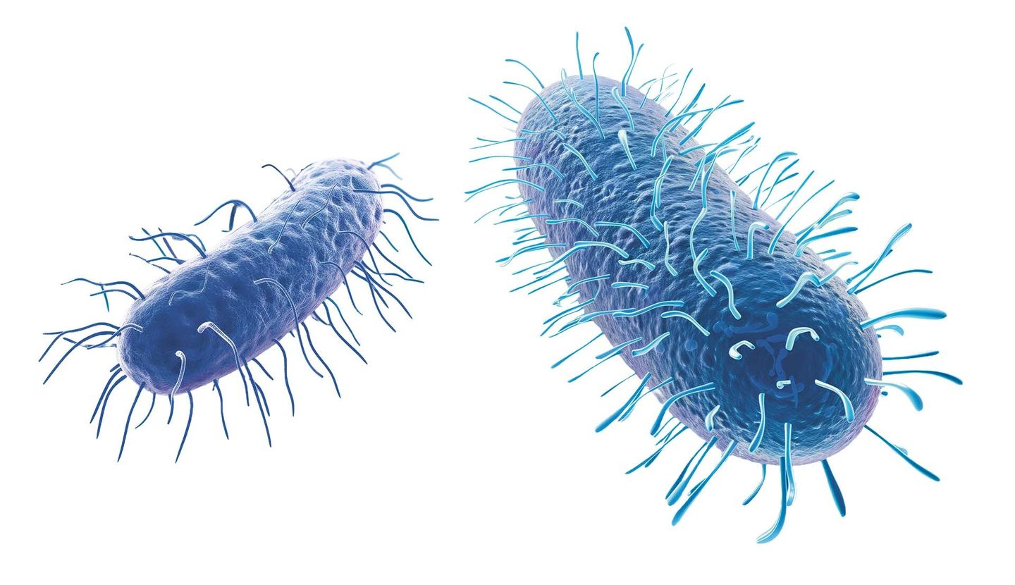 E coli bacteria