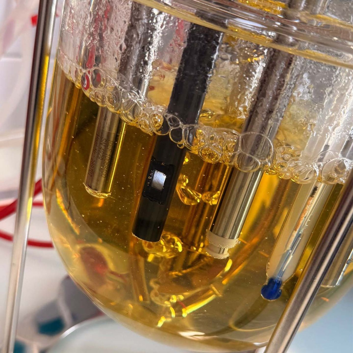 Glucosense sensor in bioreactor