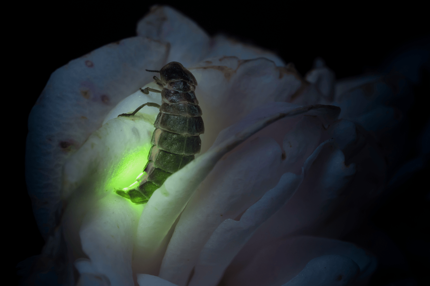 luciferase reporter