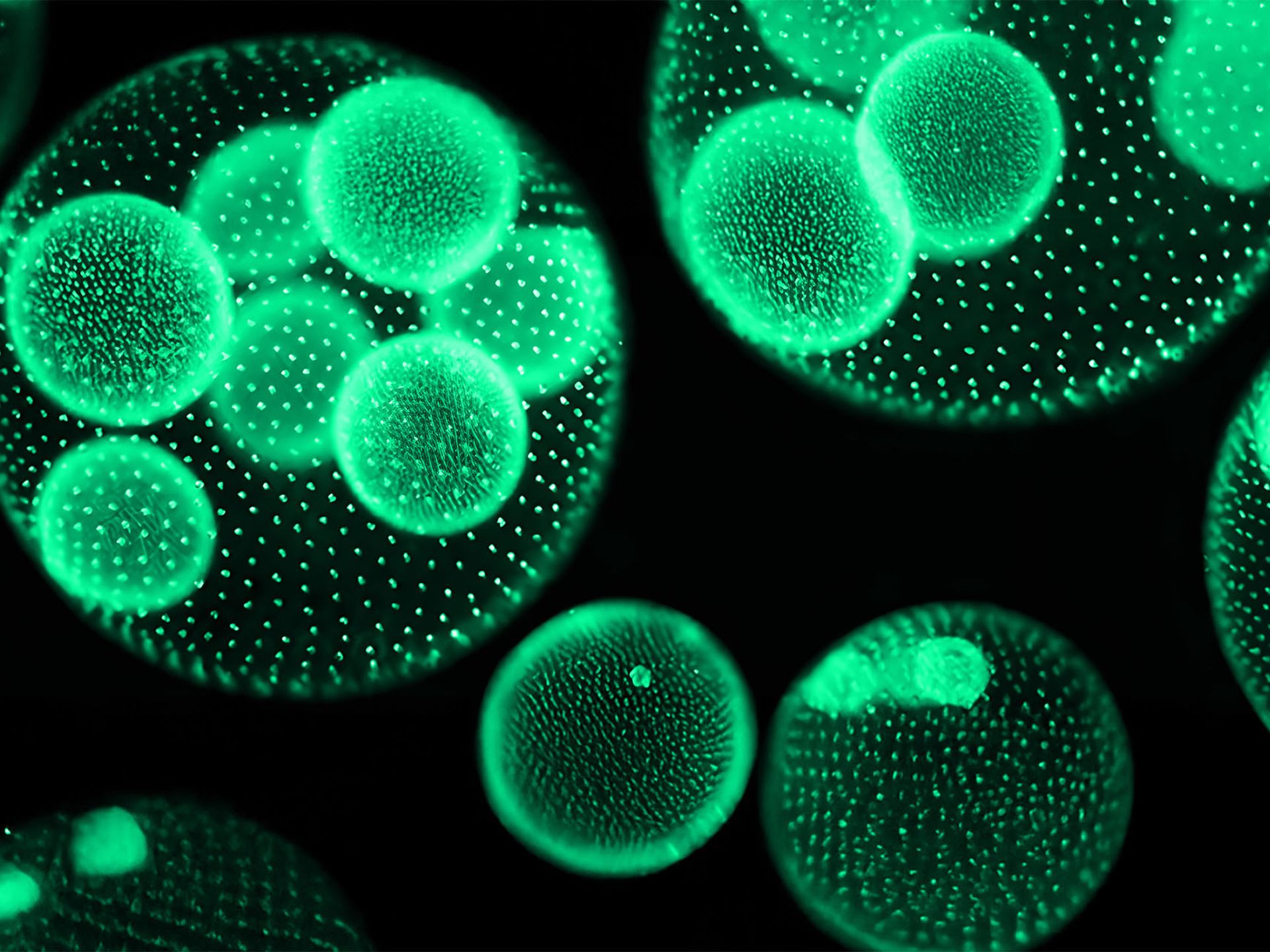 algae