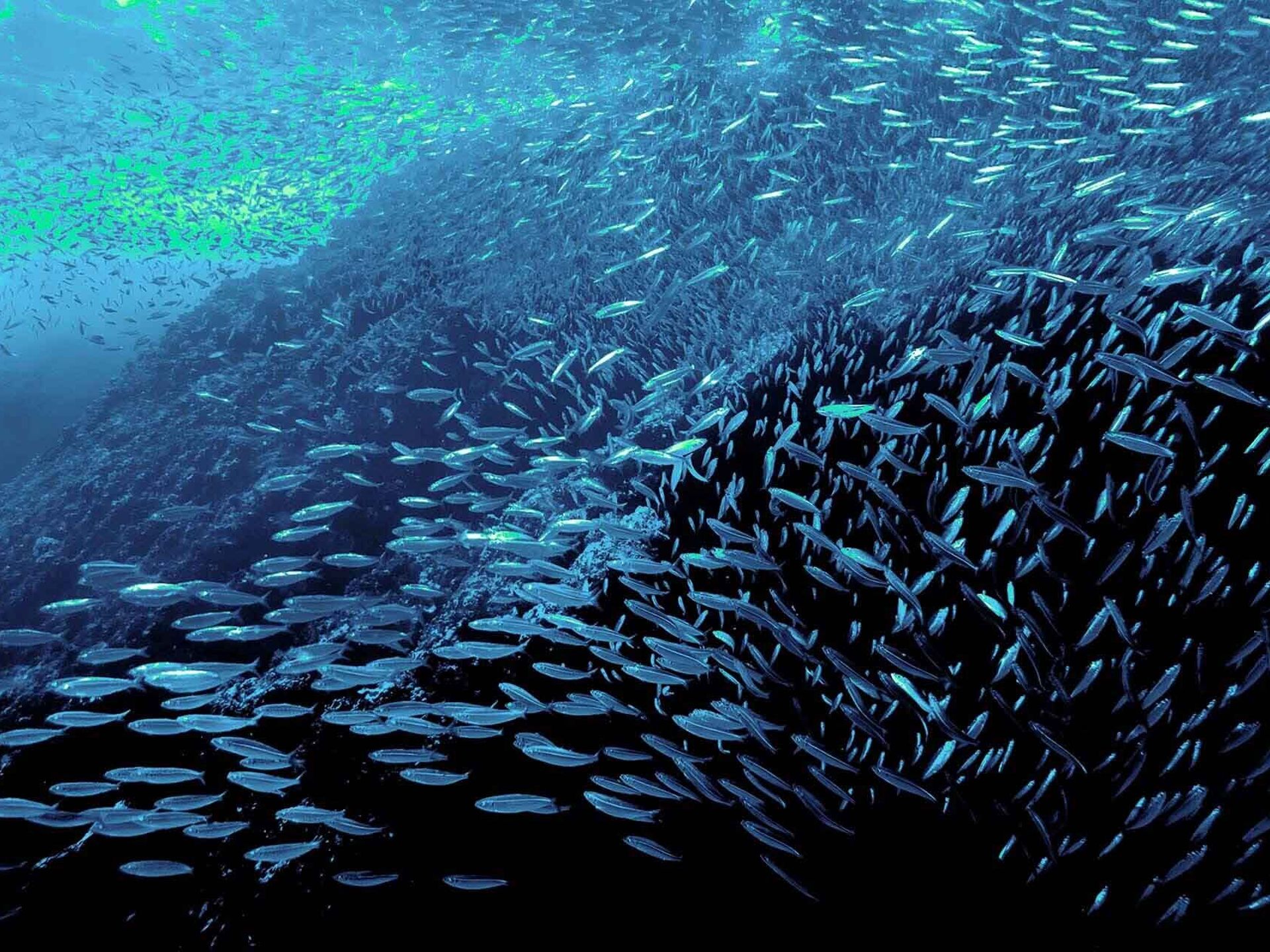fishes in ocean