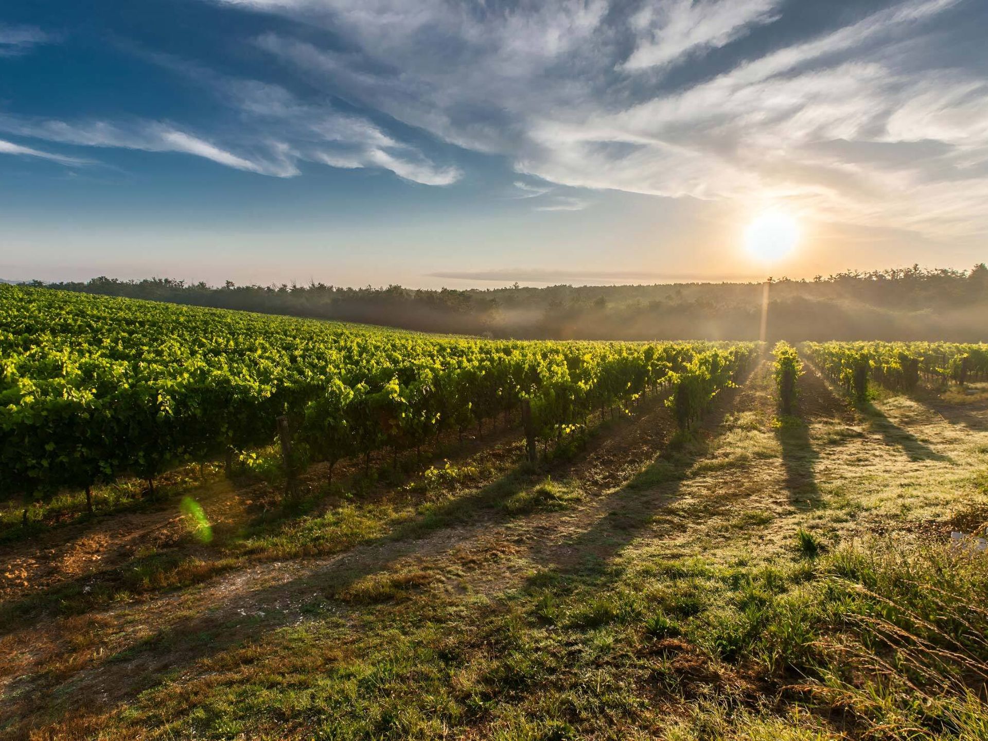 Vineyard