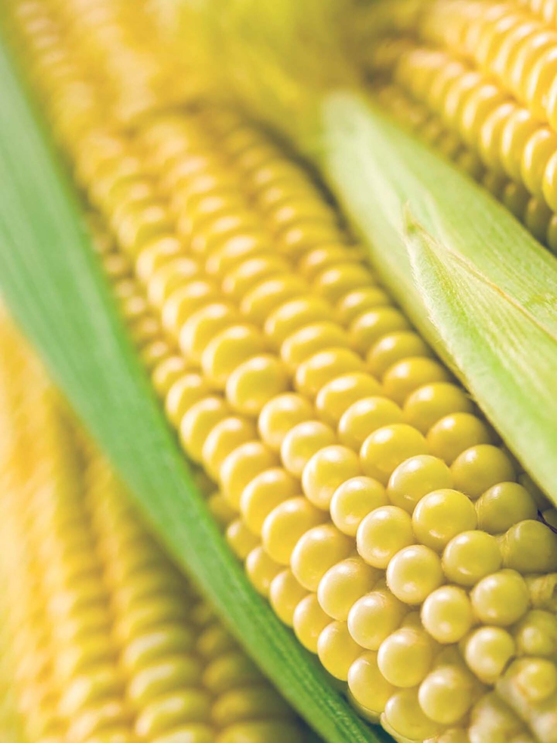 yellow corn