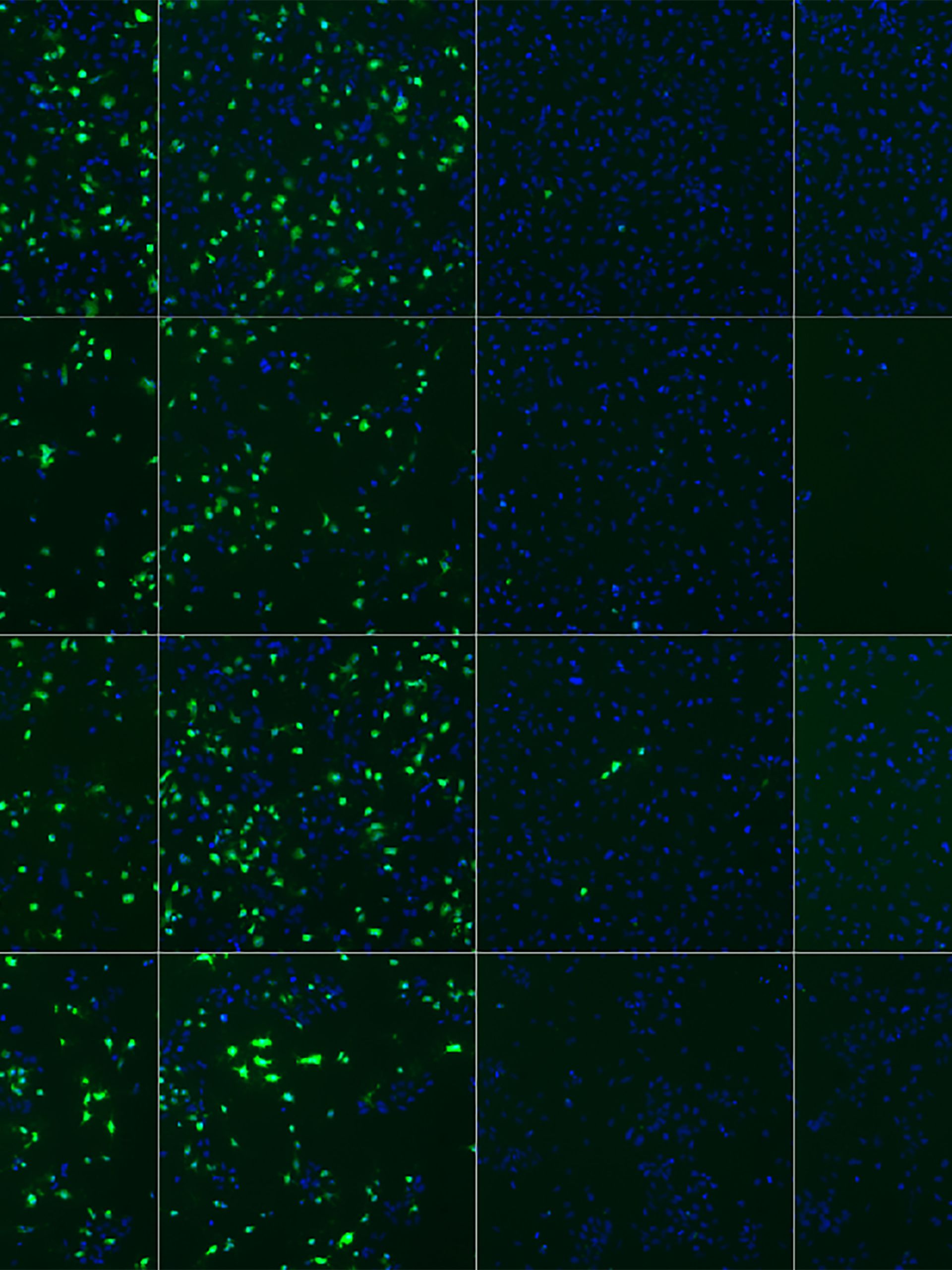 High throughput screening