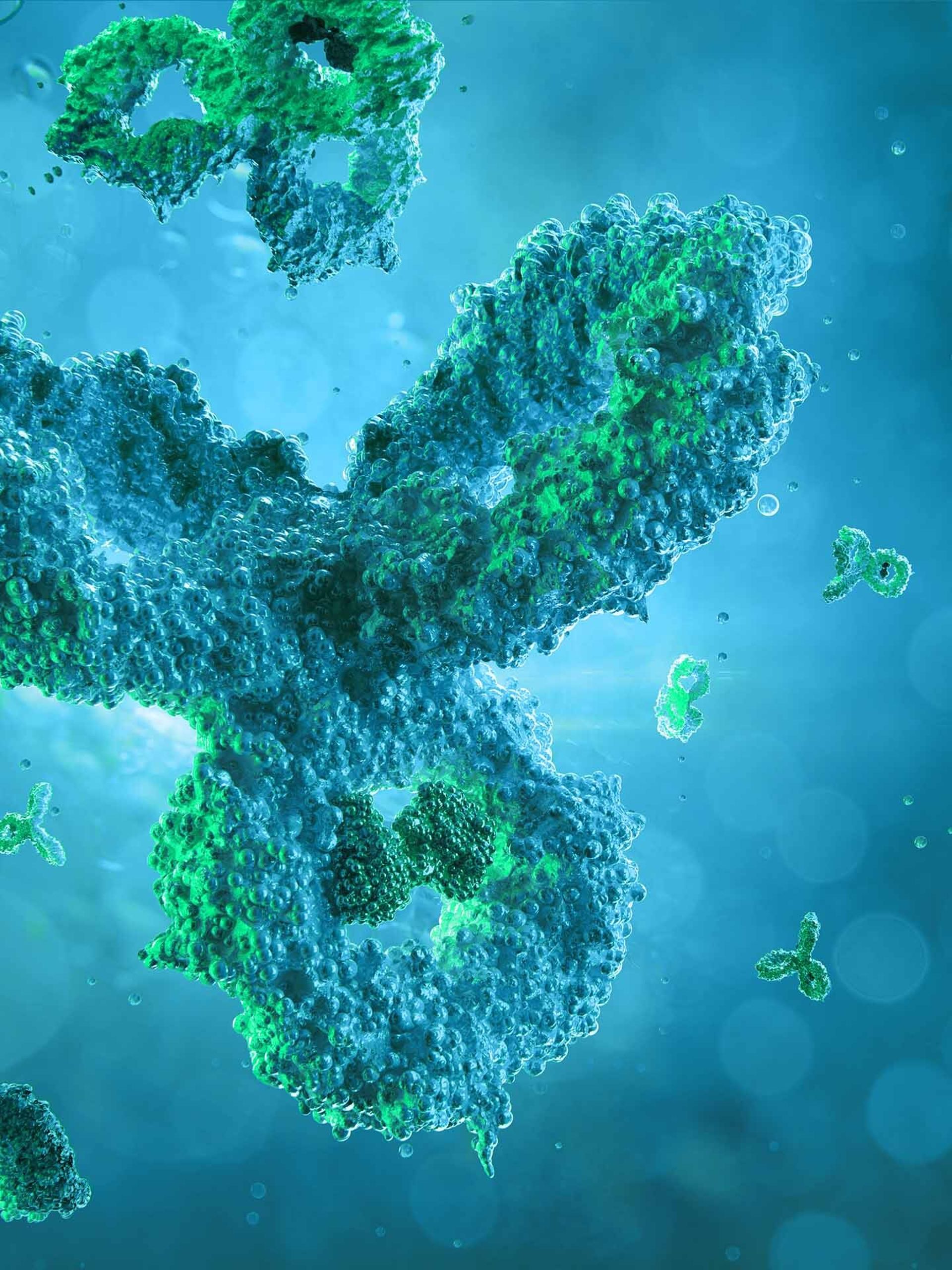 antibody production
