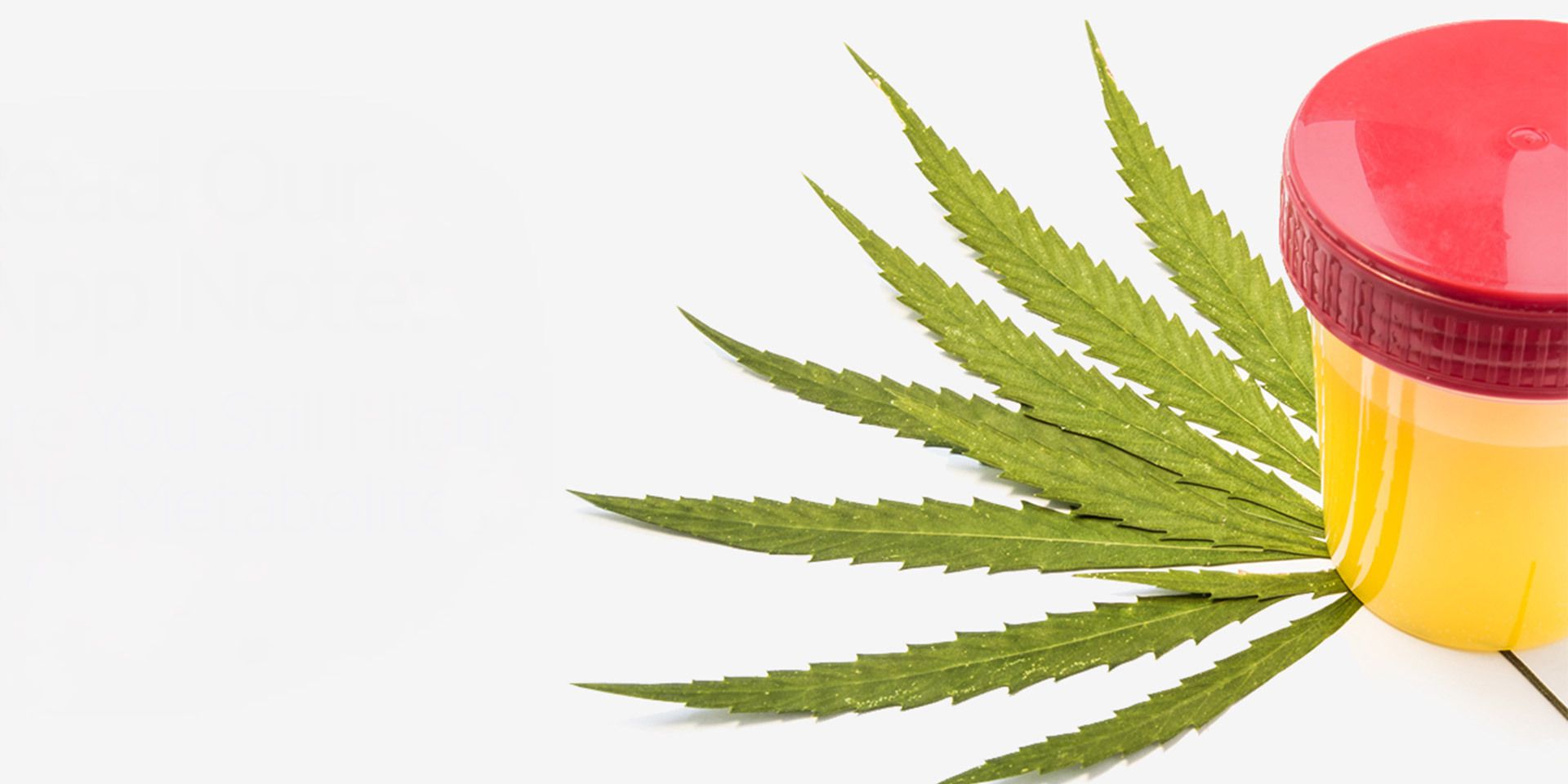 THC Metabolites