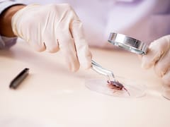 Insect Reproduction Using RNAi Methodologies