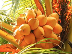 Hamilton Pipette Grant Testimonial on "The Unique Legacy and Unlocking the Genetic Wealth of King Coconut"