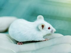 Altering miRNA and lncRNA Expression in Mice