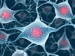 Neurons