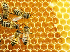 Honeybees on golden beeswax honeycomb cells filled with honey