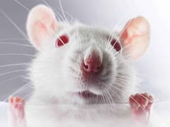 Radioimmunotherapy of an Induced Spondylodiscitis in a Rat's Tail