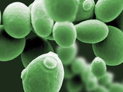 Scanning electron microscope image of budding yeast cells, colored green