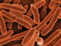 Scanning electron microscope image of rod-shaped bacteria in orange false color