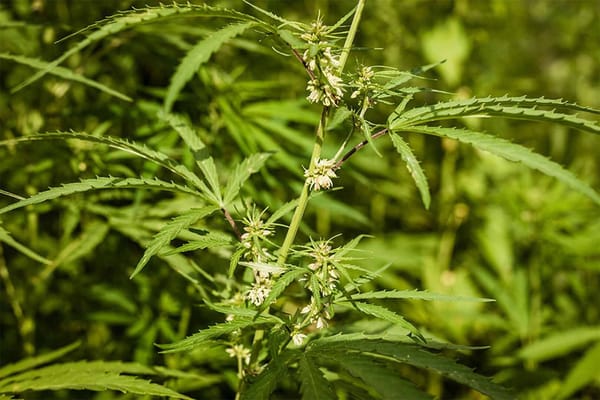 Hemp