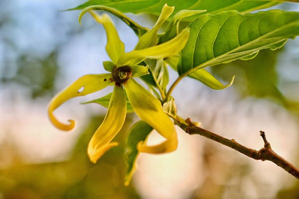 Ylang Ylang App Note