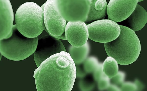 Scanning electron microscope image of budding yeast cells, colored green