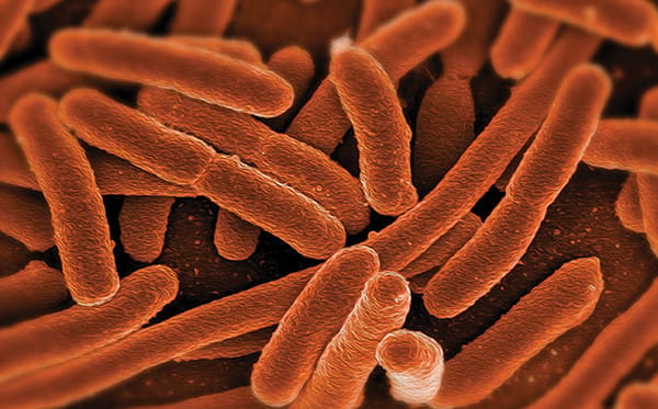 Scanning electron microscope image of rod-shaped bacteria in orange false color