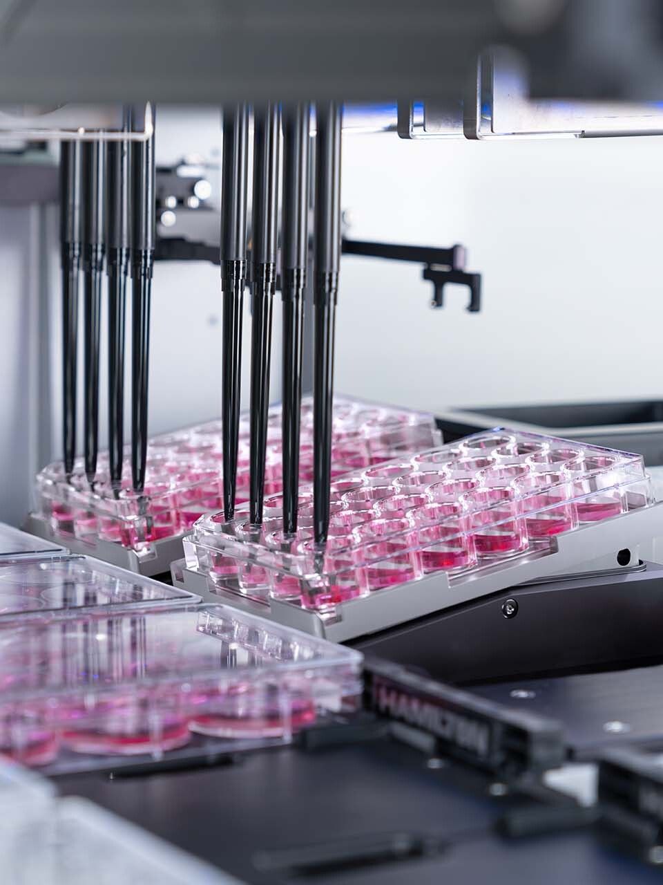 Cell culture maintenance